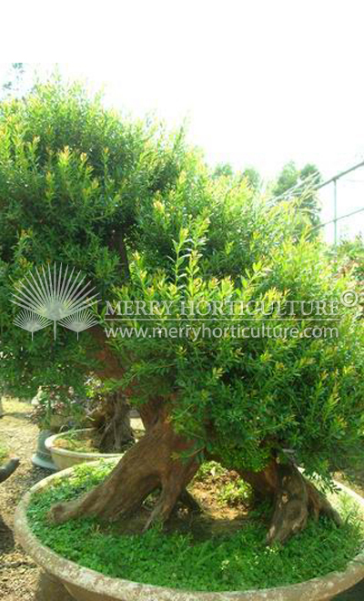 Myrtus bonsai 1